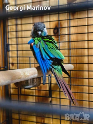 Папагал Пирура Молина