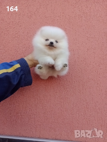 Чисто бяло момченце. Померан. Реални снимки!, снимка 5 - Померан - 52655911