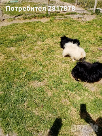 померан мини шпиц , снимка 6 - Померан - 54226454