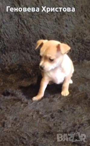  Чистокръвни пинчери!Мъжко и женско!, снимка 3 - Пинчер - 53620606