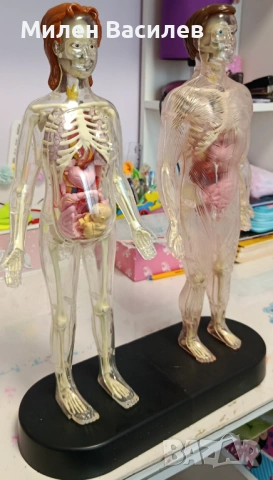 Анатомия на човешко тяло , снимка 3 - Енциклопедии, справочници - 53961419