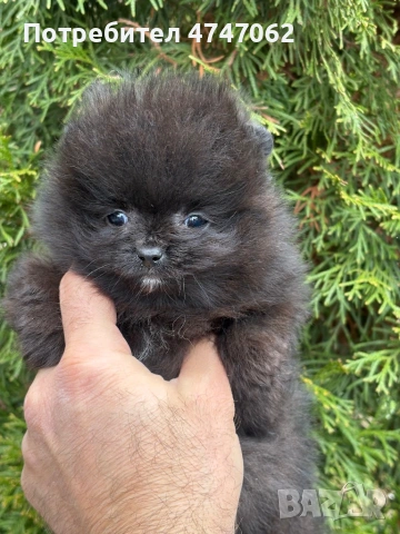 Померан мъжки, снимка 4 - Померан - 54112788