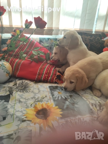 Лабрадор 2-мъжки 2-женски , снимка 2 - Лабрадор ретривър - 52869132