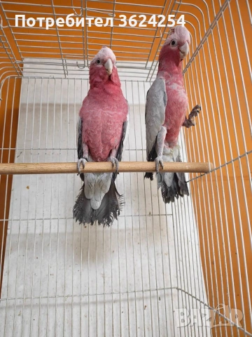 продавам чифт розови какадута
