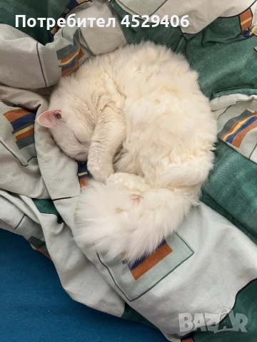 Продавам Ангора, снимка 3 - Ангорски - 52923611