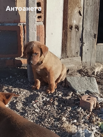 Подарявам, снимка 6 - Други - 52925614