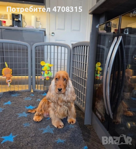 Кокер чистокръвно момченце, снимка 5 - Кокер шпаньол - 53475182