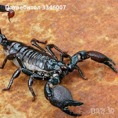 Хотел за екзотични животни, снимка 9 - Змии - 54117225