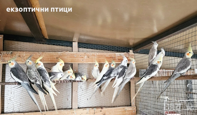 Ято Корели , снимка 7 - Папагали - 53300874