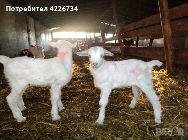 Продавам ярета