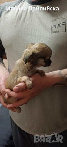 Супер мини чихуахуа, снимка 5 - Чихуахуа - 53387021