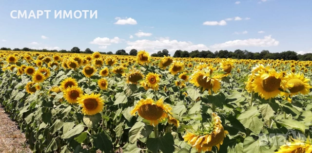 Продава земеделска земя - 10.3 дка - с. ЕНИЦА, общ. Кнежа