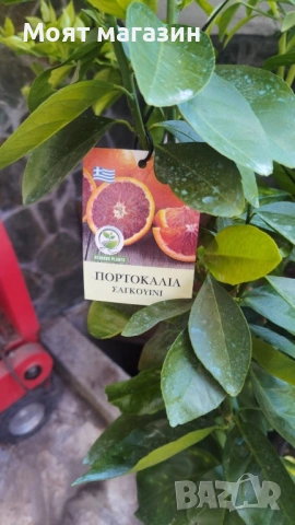 Цитрусови растения – Лимон , Портокал , Мандарина, Грейфрут ,Кумкуат , Лайм , Див лимон и Каламондин, снимка 13 - Градински цветя и растения - 53632778