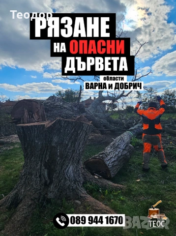 Професионално събаряне на опасни дървета с дробилка за клони – Варна, снимка 8 - Хамалски услуги - 53670270