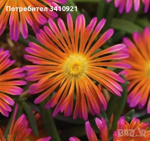 Делосперма 4 цвята, снимка 3 - Градински цветя и растения - 48993391