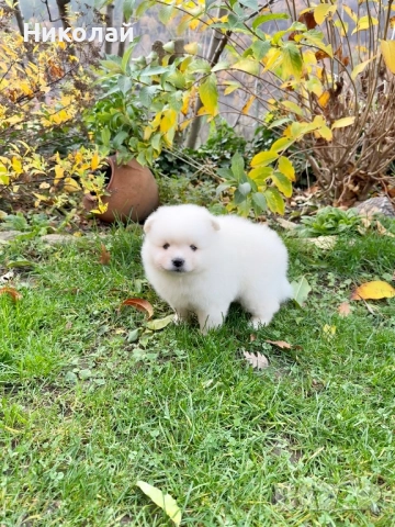 Померан момче със втора ваксина. Померанче, снимка 4 - Померан - 52548770