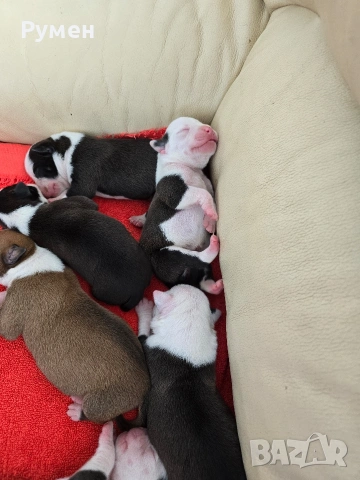 Американски стафордшир териер , снимка 10 - Американски стафордширски териер - 53970216