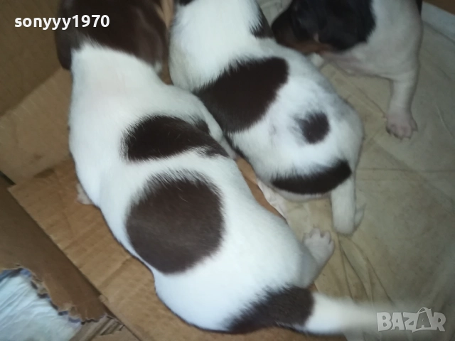 ПРОДАВАМЕ КУТРЕТА-ДЖАК РЪСЕЛ 250ЛВ ЗА 1БР 0309250738, снимка 9 - Джак ръсел териер - 51587007