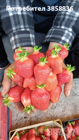 продавам расад ягоди и малини, снимка 4 - Разсади - 53695172