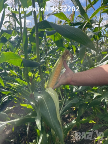 Замразена сладка царевица, снимка 4 - Домашни продукти - 52171913