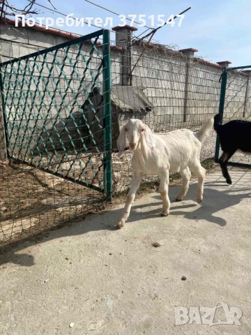  🐐 Продавам мъжки англо-нубийски ярета, снимка 8 - Кози - 53745937