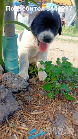 Малки кученца , снимка 1 - Каракачанска овчарка - 46412567