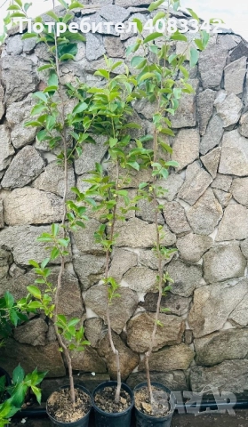 Райска Ябълка без танин , снимка 3 - Градински цветя и растения - 50583787