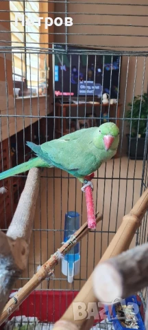 Папагал Малък Александър , снимка 1