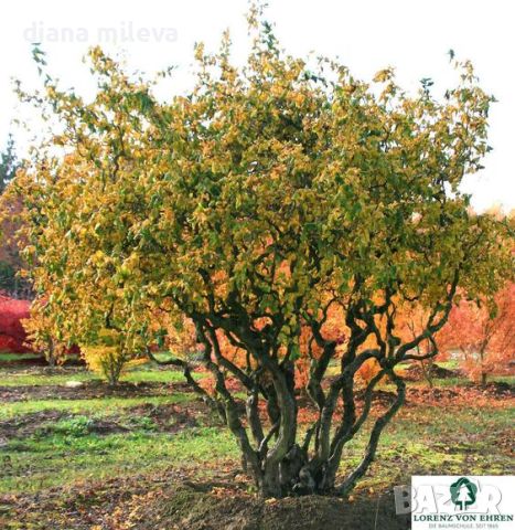 Corylus avellana 'Contorta', къдрав Лешник, снимка 2 - Градински цветя и растения - 45609411