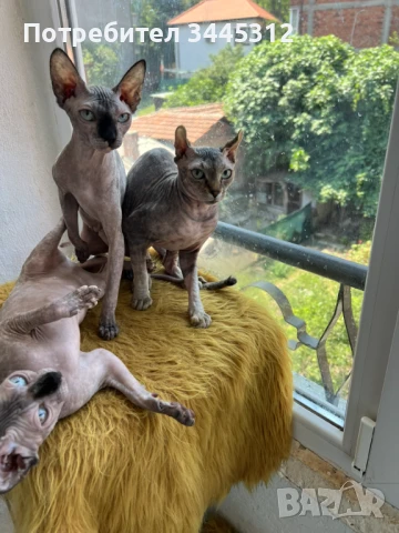 Канадски сфинкс елф , снимка 1