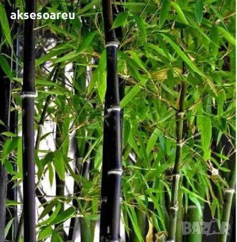 100 бр. бамбукови семена - Phyllostachys nigra - Издръжлив рядък вид вечнозелен черен бамбук, снимка 6 - Сортови семена и луковици - 46470712