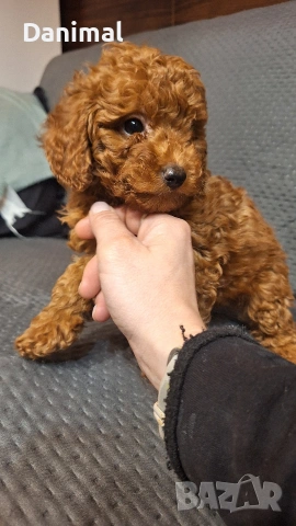 пуделчета той/ момче и момиче/toy poodle, снимка 11 - Пудели - 53581267