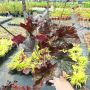  Хойхера Дворцово лилаво, Heuchera "Palace Purple"!!, снимка 7