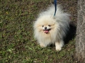 Красив мъжки померан мини, снимка 2