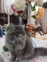 Продавам персийско женско коте, снимка 1