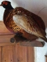 препариран фазан , снимка 2