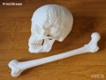 Анатомични 3D модели с реални размери, снимка 1