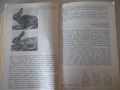 Книга "Въпроси и отговори по зайцевъдство-Н.Дамянова"-176стр, снимка 4