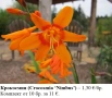 Крокосмия (Crocosmia ‘Nimbus’) - луковици, снимка 2