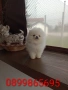 Миниатюрно момиче. Чисто бял мини Померан. Реални снимки от 21.03.26, снимка 4