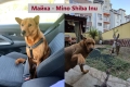 Продавам кученца Shiba Inu, снимка 6