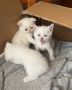 Шотландски/британски клепоухи/правоухи котета, снимка 1