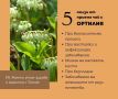 Билков чай Ортилия при репродуктивни проблеми, кисти, безплодие, нередовен цикъл и др, снимка 2