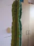 Кактуси Сан Педро, снимка 8