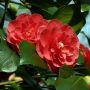 Camellia japonica 'Lady Campbell', снимка 3