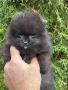 Померан мъжки, снимка 4