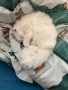 Продавам Ангора, снимка 3