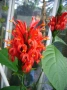 Червен пахистахис, pachystachys coccinea, снимка 1