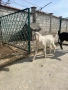  🐐 Продавам мъжки англо-нубийски ярета, снимка 8