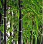 100 бр. бамбукови семена - Phyllostachys nigra - Издръжлив рядък вид вечнозелен черен бамбук, снимка 6